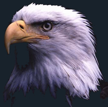 We've got an eagle eye on investigation!